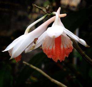 Dendrobium chapaense
