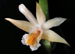 Dendrobium cariniferum