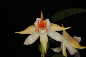 Dendrobium cariniferum