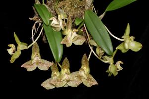 Bulbophyllum pectinatum