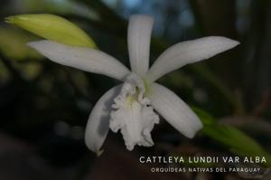 Cattleya lundii