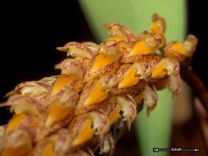 Bulbophyllum peninsulare