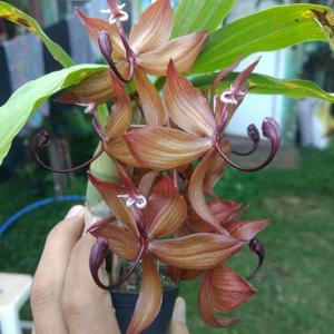 Cycnoches cooperi