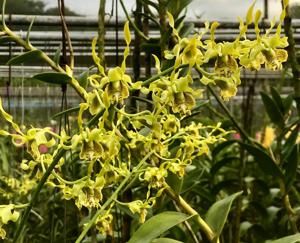 Dendrobium cochliodes