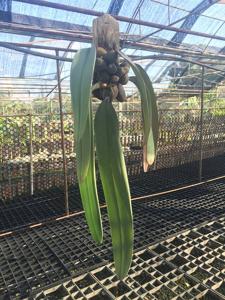 Bulbophyllum phalaenopsis