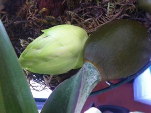 Bulbophyllum phalaenopsis