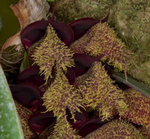 Bulbophyllum phalaenopsis