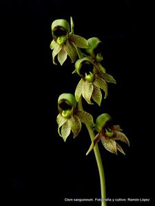 Catasetum sanguineum