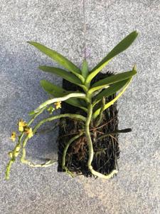 Cleisostoma duplicilobum