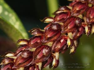 Bulbophyllum propinquum