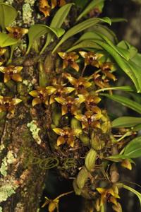 Bulbophyllum psittacoglossum