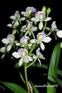 Prosthechea radiata