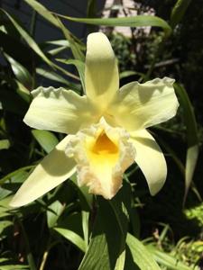 Sobralia xantholeuca