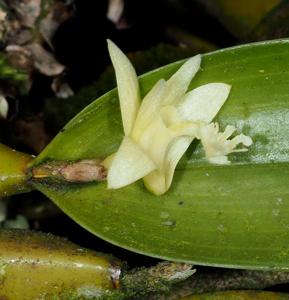 Dendrobium nativitatis