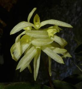 Bulbophyllum purpurascens