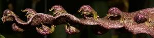 Bulbophyllum purpureorhachis