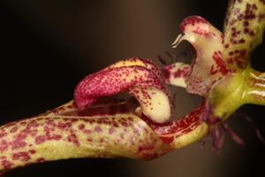 Bulbophyllum putidum
