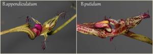 Bulbophyllum putidum