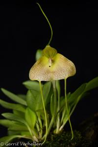 Masdevallia citrinella