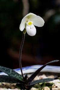 Paphiopedilum thaianum