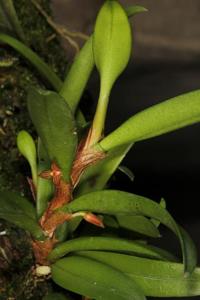 Bulbophyllum radicans
