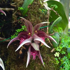 Bulbophyllum reticulatum
