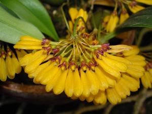 Bulbophyllum retusiusculum