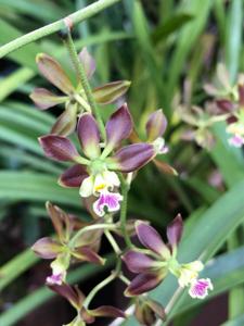 Encyclia guatemalensis