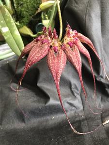 Bulbophyllum rothschildianum