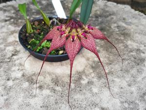 Bulbophyllum rothschildianum