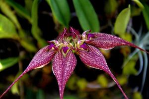 Bulbophyllum rothschildianum