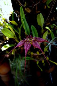Bulbophyllum rothschildianum