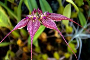 Bulbophyllum rothschildianum