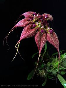 Bulbophyllum rothschildianum