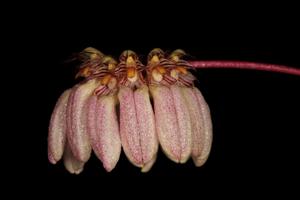 Bulbophyllum roxburghii