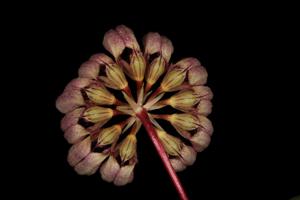 Bulbophyllum roxburghii