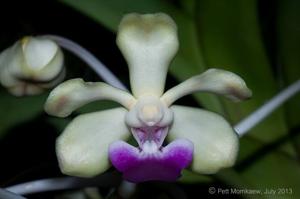 Vanda ustii