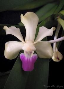 Vanda ustii