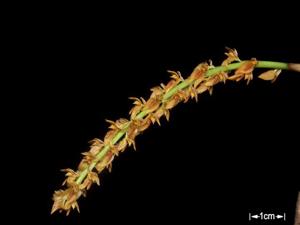 Bulbophyllum rufinum