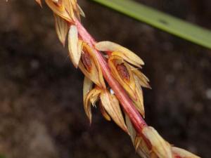 Bulbophyllum rufinum