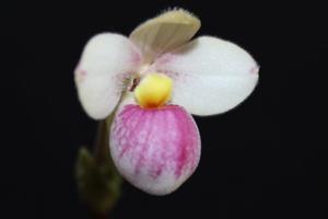 Phragmipedium schlimii