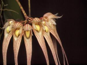 Bulbophyllum sanguineopunctatum