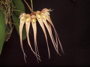 Bulbophyllum sanguineopunctatum