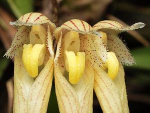 Bulbophyllum sanguineopunctatum