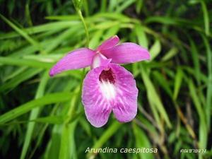 Arundina graminifolia subsp. caespitosa