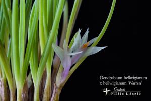 Dendrobium hellwigianum