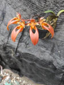 Bulbophyllum longibrachiatum