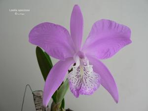 Laelia speciosa