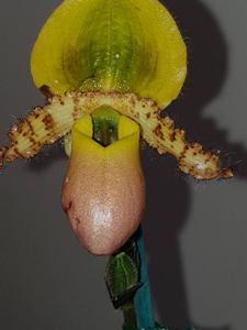 Paphiopedilum primulinum