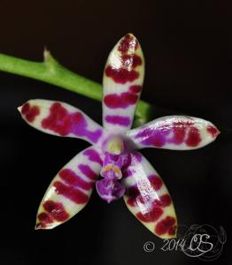 Phalaenopsis bastianii